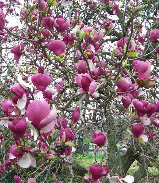 Magnolia x soulangeana 'Lennei'
